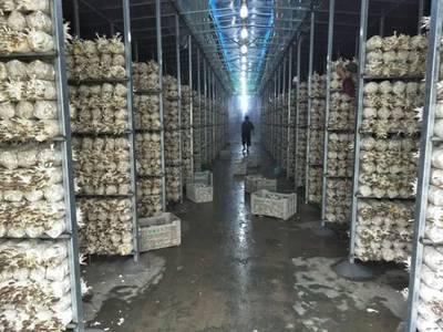 尤溪(xi):秀(xiu)珍菇設施化(hua)栽(zai)培獲得(de)成(cheng)功