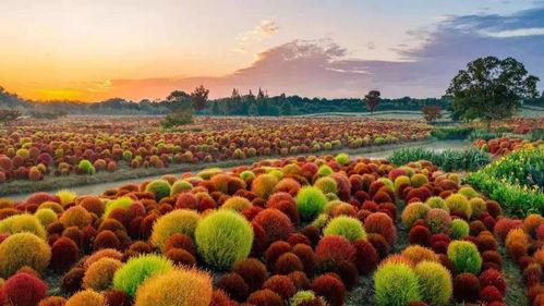 美麗(li)中(zhong)國 上(shang)海篇丨(shu)讓綠色(se)成(cheng)為(wei)最動人底色(se)最(zui)溫暖亮色(se)