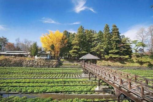 如(ru)何打造鄉村(cun)旅(lv)遊慢生(sheng)活(huo)下 沈浸(jin)式(shi)體驗