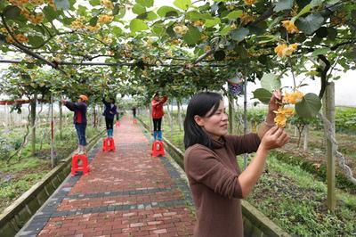 圖片(pian)新(xin)聞 | 生態(tai)果(guo)園 &ldquo;扶(fu)貧(pin)工廠&rdquo;
