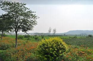 羅(luo)莊(zhuang)區(qu)迷(mi)龍(long)湖(hu)休閑農業開發旅遊(you)項目(mu)規(gui)劃通(tong)過專家評審(shen)