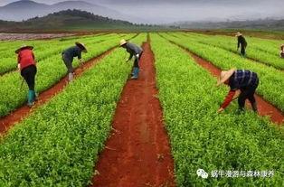 森(sen)林(lin)產(chan)業(ye)要想(xiang)快(kuai)速發(fa)展(zhan),必(bi)須(xu)和它(ta)們結合(he)起(qi)來(lai)