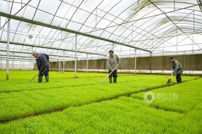 江西(xi)瑞昌:早稻(dao)管(guan)護忙 新苗(miao)滿眼綠(lv)