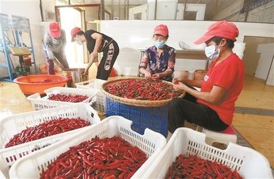 辣(la)椒(jiao)映紅(hong)脫貧路