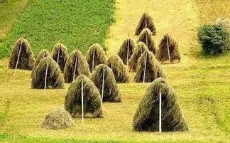 打(da)造(zao)休(xiu)閑農業(ye)旅(lv)遊項目(mu)的(de)文(wen)化(hua)與景(jing)觀(guan)價值 策(ce)略與實踐(jian)