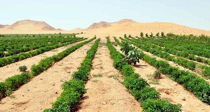 沙(sha)特(te)農業(ye)旅(lv)遊 沙(sha)漠綠(lv)洲的(de)新篇(pian)章