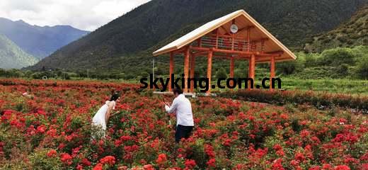 工(gong)布花(hua)開(kai)助(zhu)脫(tuo)貧(pin) 農業(ye)旅(lv)遊(you)開(kai)發(fa)的創新(xin)實踐