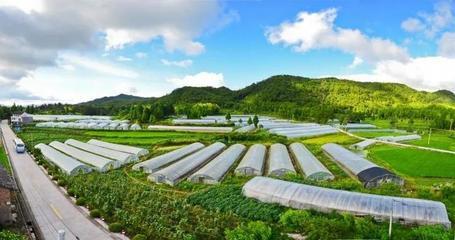 溫(wen)州市(shi)委書(shu)記陳(chen)偉俊點(dian)贊(zan)文(wen)成(cheng)農(nong)業(ye)旅(lv)遊(you)開(kai)發(fa)工(gong)作