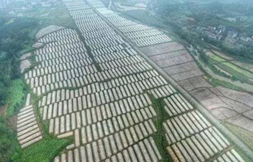 湘(xiang)西農業(ye)旅(lv)遊新亮點 三(san)大3A景區(qu)，自然與(yu)人(ren)文(wen)的完(wan)美(mei)融合(he)