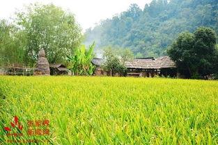 省(sheng)農(nong)科(ke)院(yuan)現場考評黃龍(long)洞旅遊優質水(shui)稻(dao)示範(fan)基(ji)地 推(tui)動(dong)農業(ye)旅(lv)遊深度(du)融合(he)開(kai)發(fa)