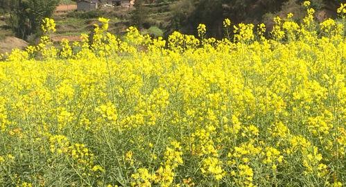 硯(yan)山(shan)鄉(xiang)村旅(lv)遊 以農(nong)業(ye)旅(lv)遊開發(fa)助(zhu)力(li)鄉(xiang)村振(zhen)興(xing)