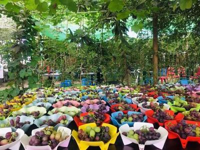 豐(feng)收(shou)季，采摘(zhai)遊走起！余杭(hang)初秋(qiu)水(shui)果(guo)“大作(zuo)戰(zhan)”攻略來(lai)了