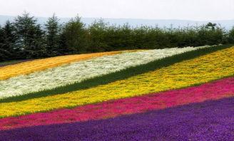 花(hua)卉農(nong)業(ye)項(xiang)目新(xin)亮點(dian) 南通花田喜(xi)地農(nong)業(ye)旅(lv)遊綜(zong)合體的(de)多維發(fa)展(zhan)探(tan)索(suo)