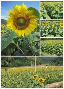 沙(sha)縣西(xi)霞村 以觀光農(nong)業(ye)為(wei)筆，繪就特(te)色(se)鄉(xiang)村(cun)旅遊(you)新(xin)畫卷