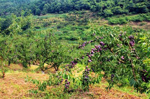 瀘縣(xian)石橋鎮(zhen) 山(shan)溝(gou)溝(gou)裏結滿(man)“致富金果(guo)”，農旅(lv)融(rong)合(he)繪就(jiu)鄉(xiang)村振(zhen)興新畫(hua)卷